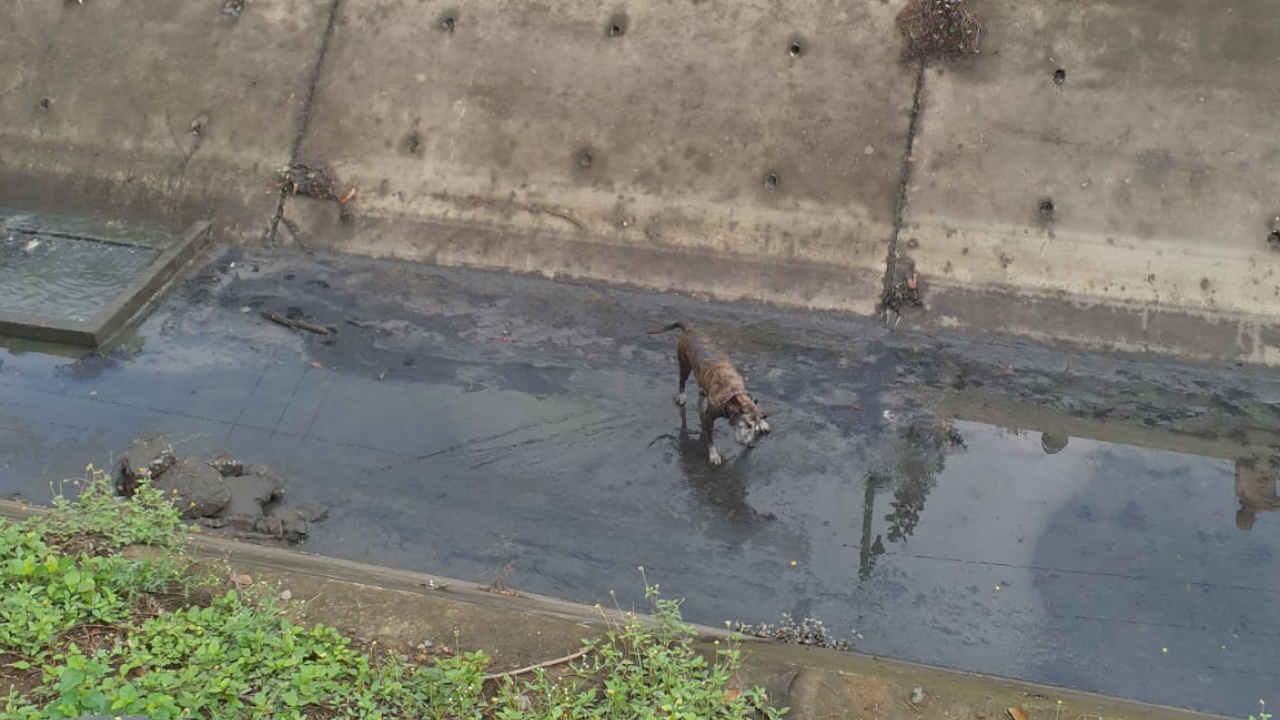 Bomberos de Cali rescataron a un perro de un canal de aguas