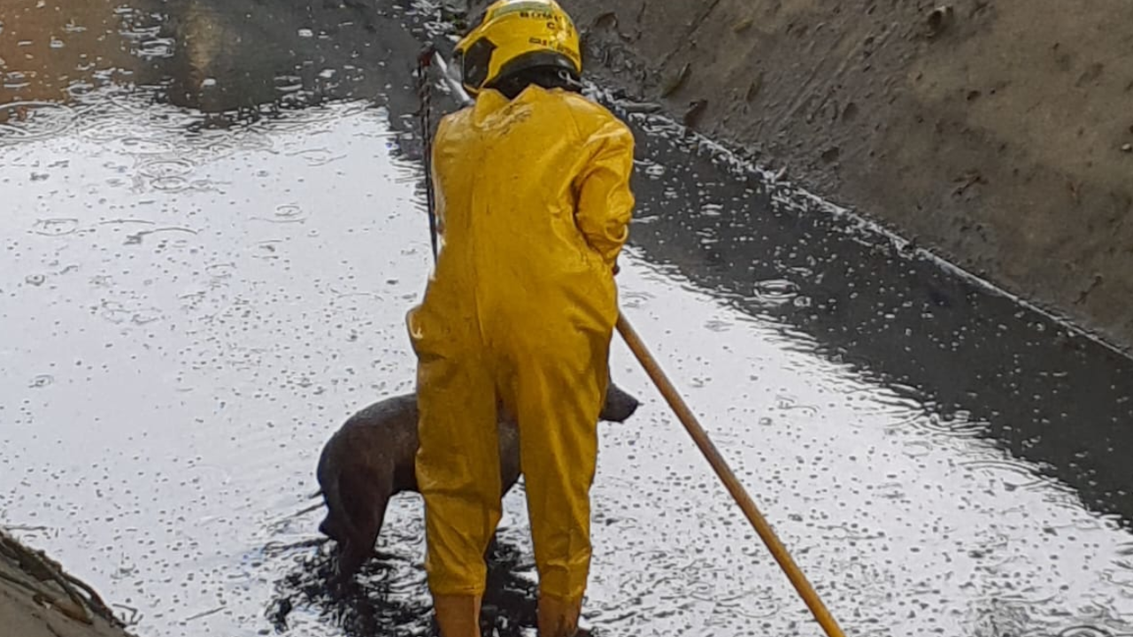 Bomberos de Cali rescataron a un perro de un canal de aguas