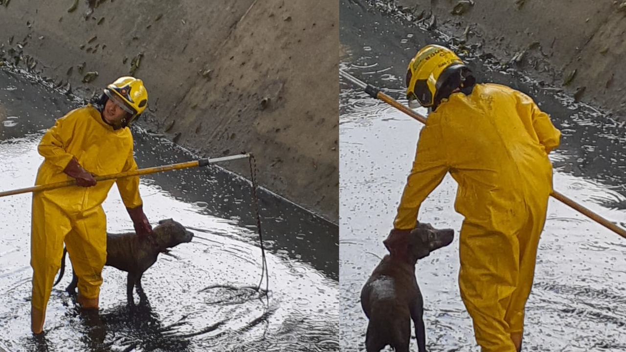 Bomberos de Cali rescataron a un perro de un canal de aguas