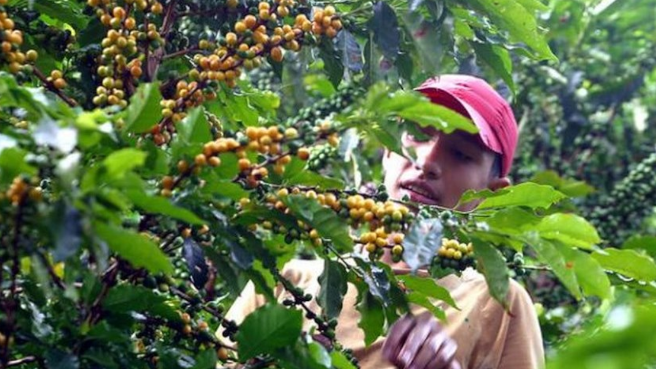 Cafeteros antioqueños no asistirán a diálogos y van a paro