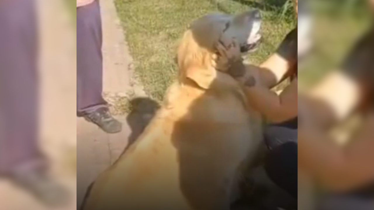 Mujer quería sacrificar a su perro y lo llevó a una carnicería