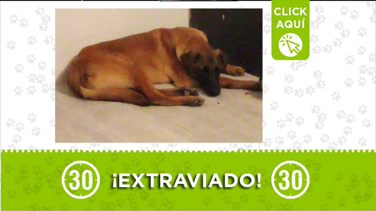 Axel está recién adoptado y su familia lo busca