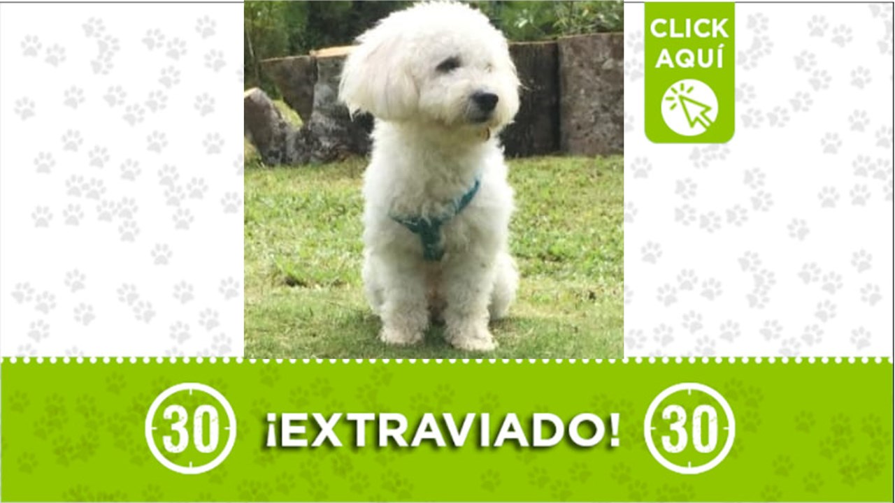 Boris se perdió en Doradal y su familia lo busca ¿Nos ayudas?