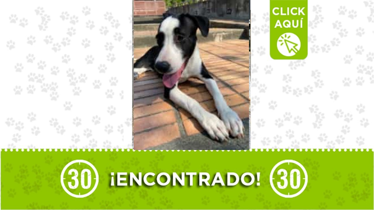 Cachorrito abandonado en la calle busca nuevo hogar