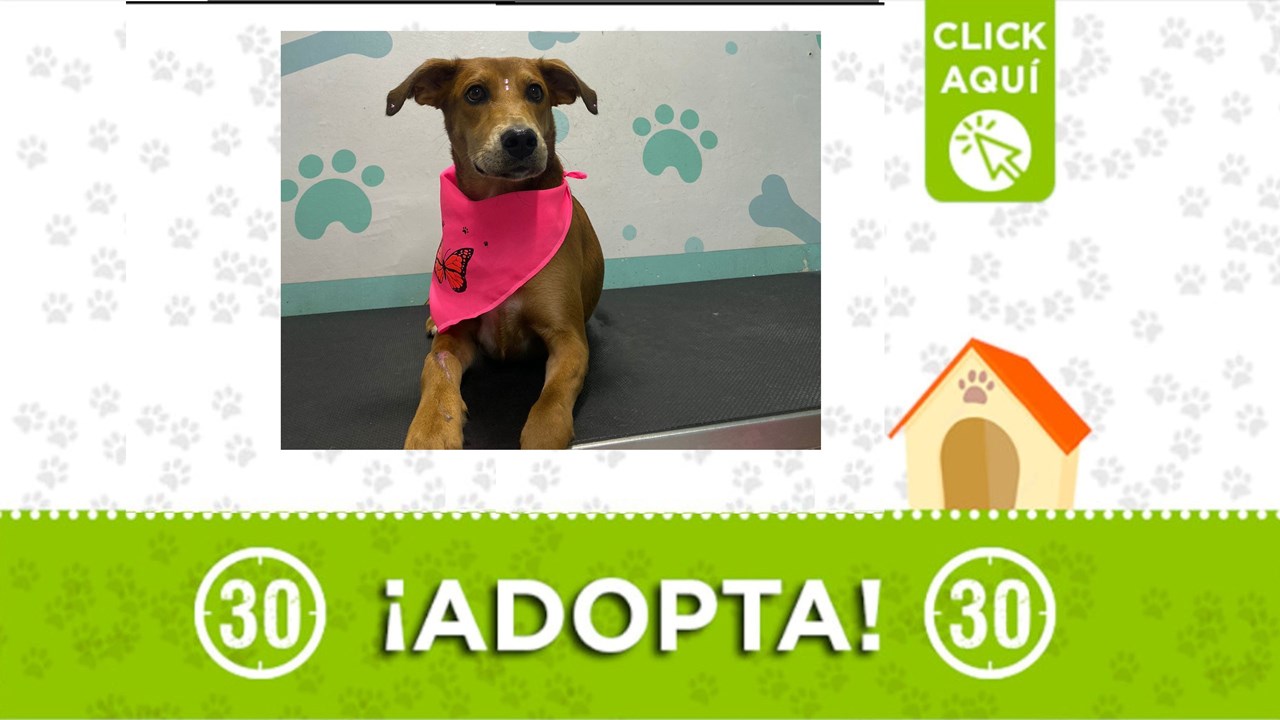 Canela fue abandonada y necesita un lindo hogar donde la quieran cuidar el resto de vida