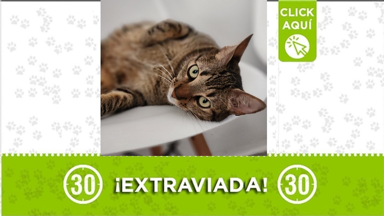 Canela se perdió este jueves en la mañana ¿La has visto?