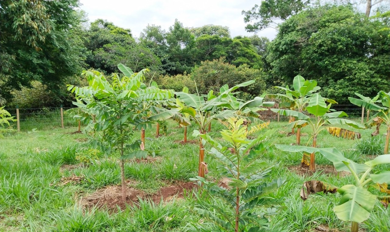¡En cinco años! Grupo Ecopetrol sembró más de 8 millones de árboles