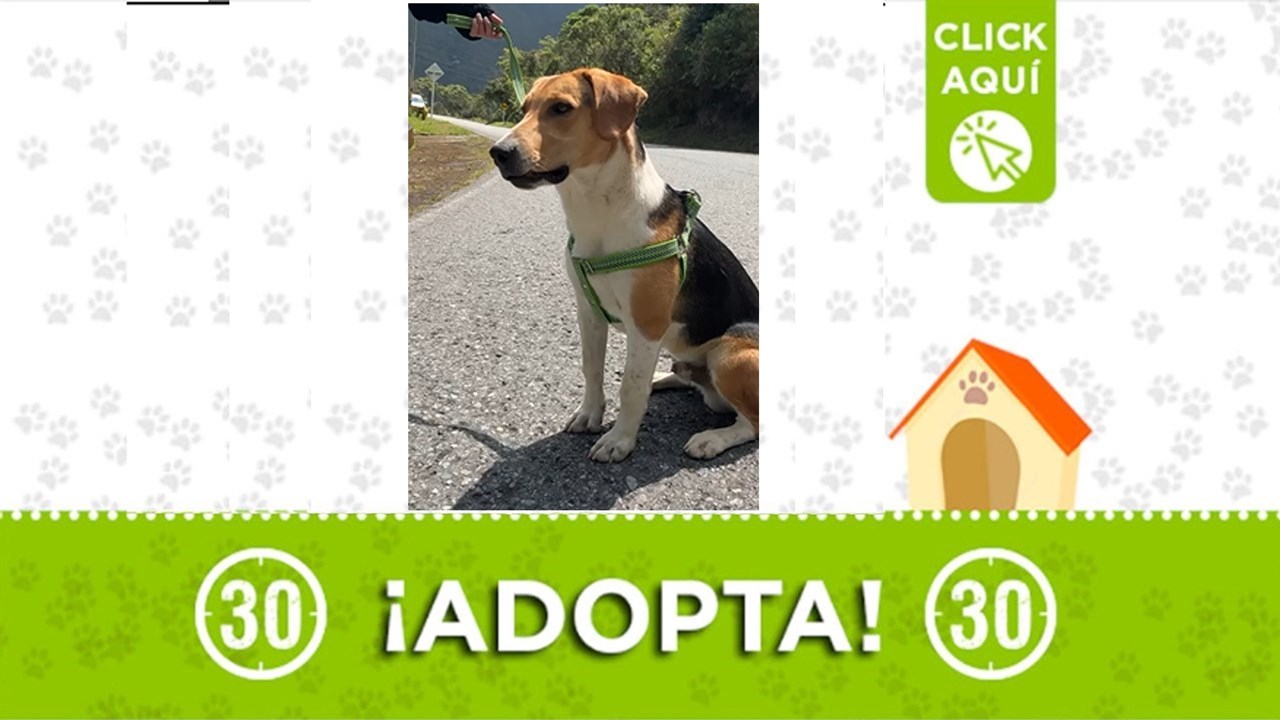 Félix no es apto para convivir con gallinas... las corretea