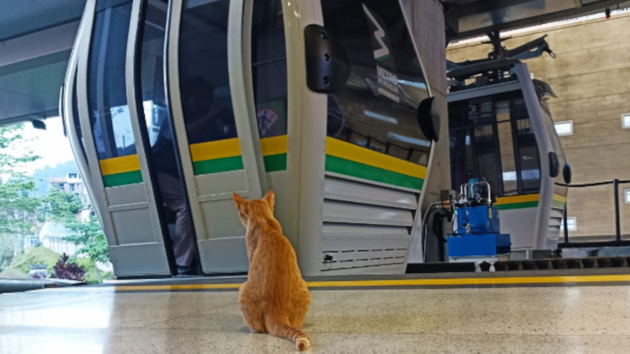 Metro de Medellín: ¿Ya lo conoce? "Mishi" es el operador gatuno de la estación Villa Sierra