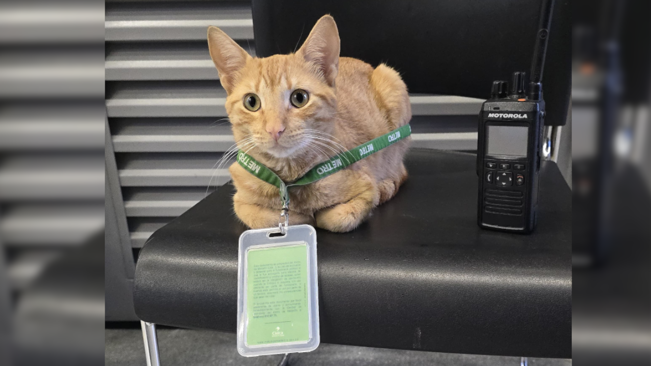 Metro de Medellín: ¿Ya lo conoce? "Mishi" es el operador gatuno de la estación Villa Sierra