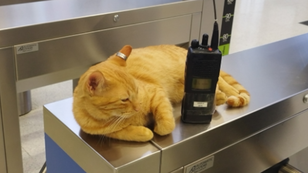 Metro de Medellín: ¿Ya lo conoce? "Mishi" es el operador gatuno de la estación Villa Sierra