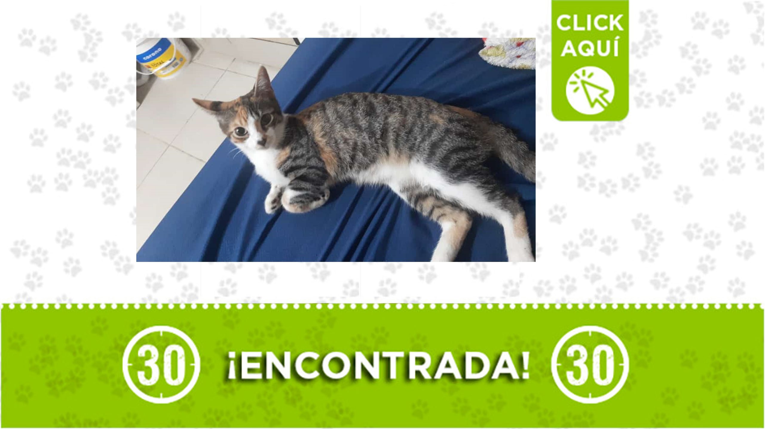 Juguetona gatita busca a su familia o un hogar que la adopte