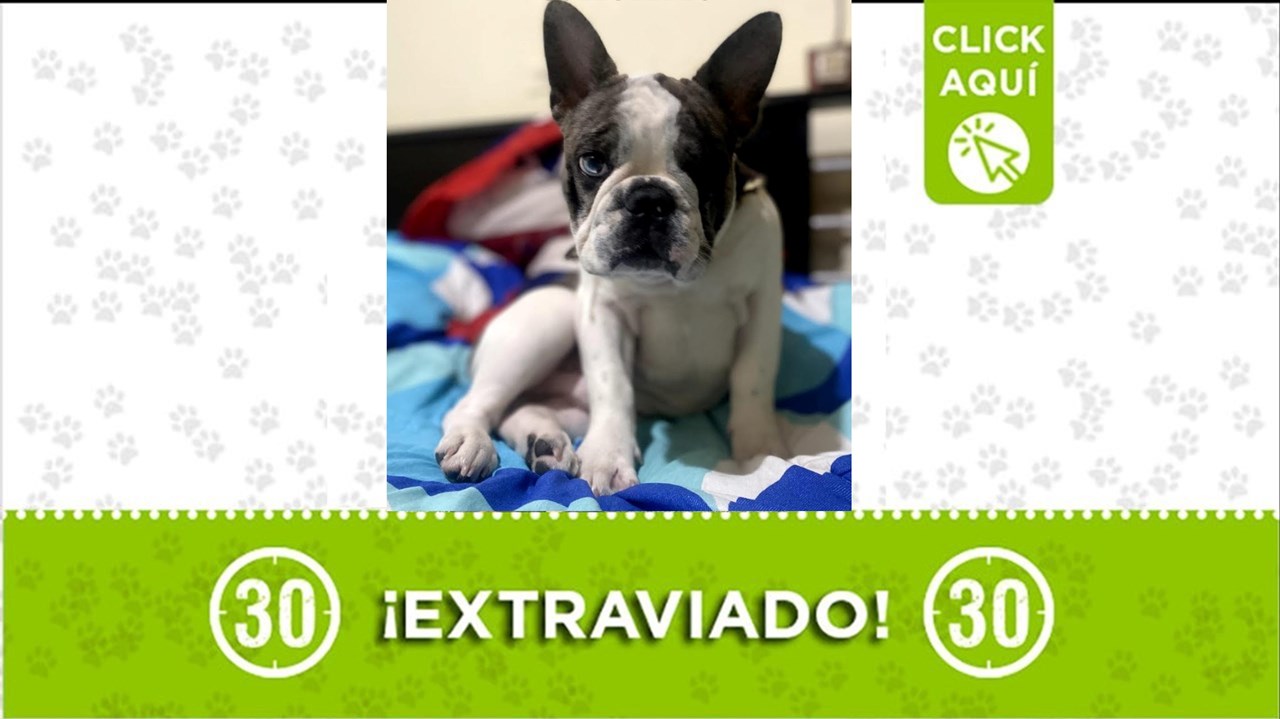 Jack es un lindo bulldog frances que solo tiene un ojito. Se perdió en Caldas y su familia lo busca