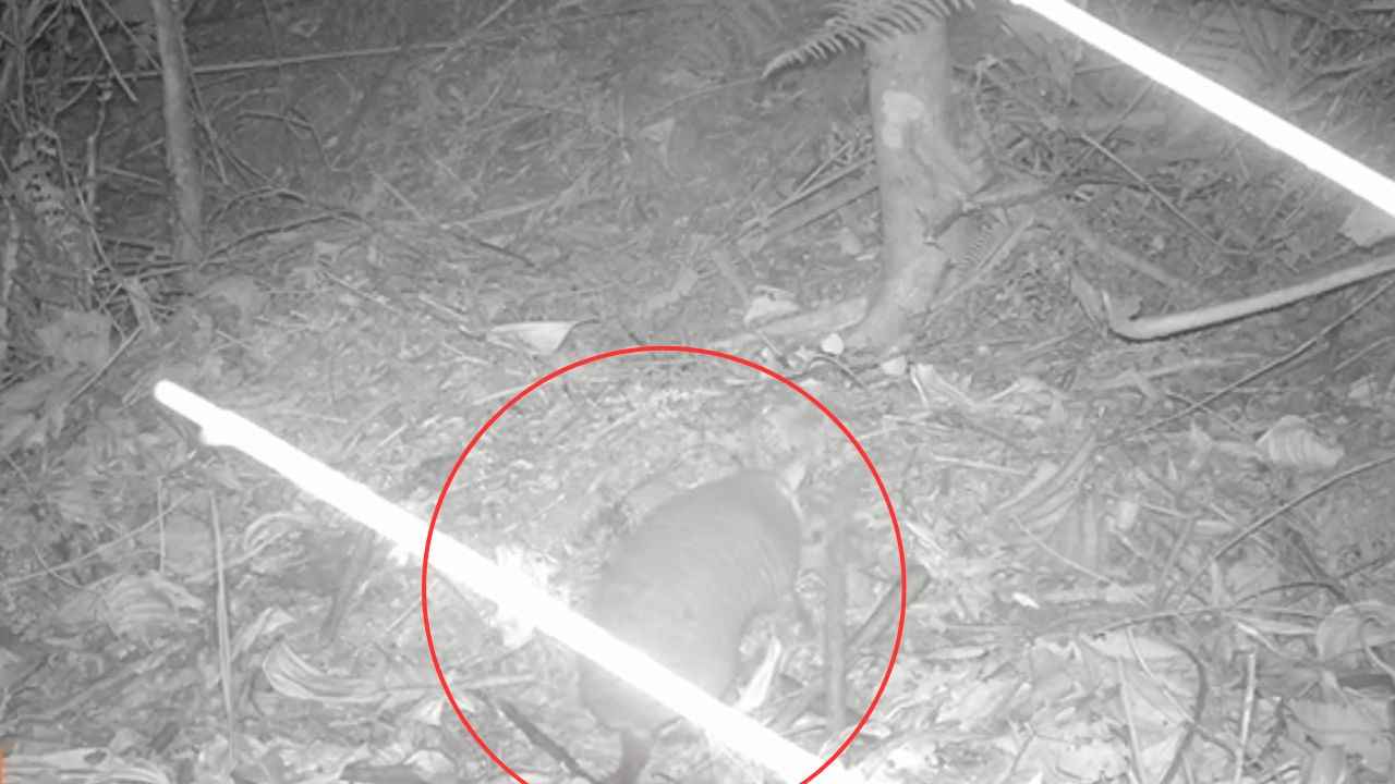 ¡Que bien! Avistan por primera vez al Armadillo coletrapo en La Reserva La Romera, Sabaneta
