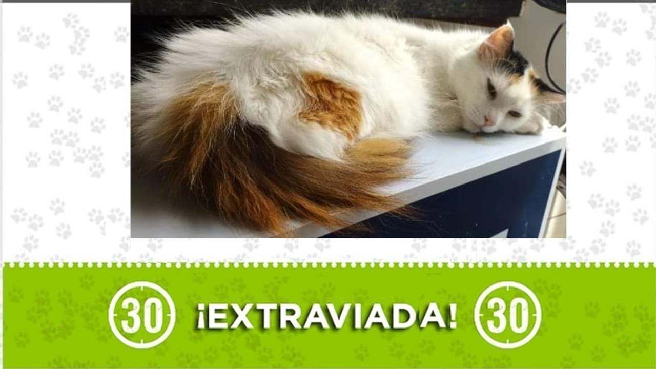 Milu es una gatica a la que su familia la busca por Cristo Rey