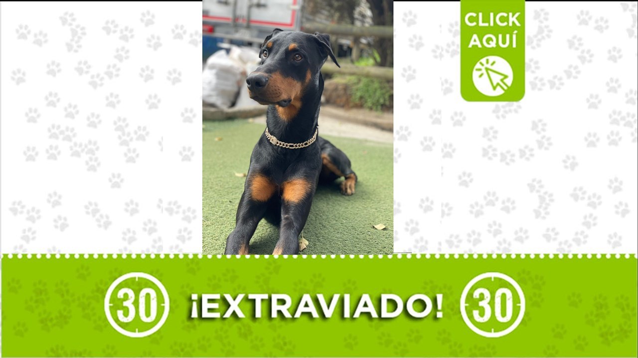 Morgas es un doberman tan mansito que se va "con el primero que lo llame". Lo buscamos por Castilla