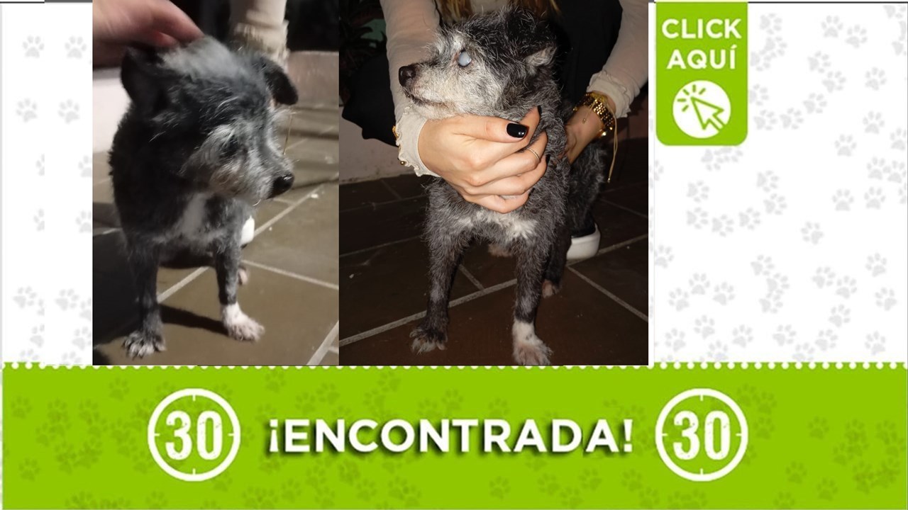 Perrita de avanzada edad encontrada por La Mota: Se busca a su familia