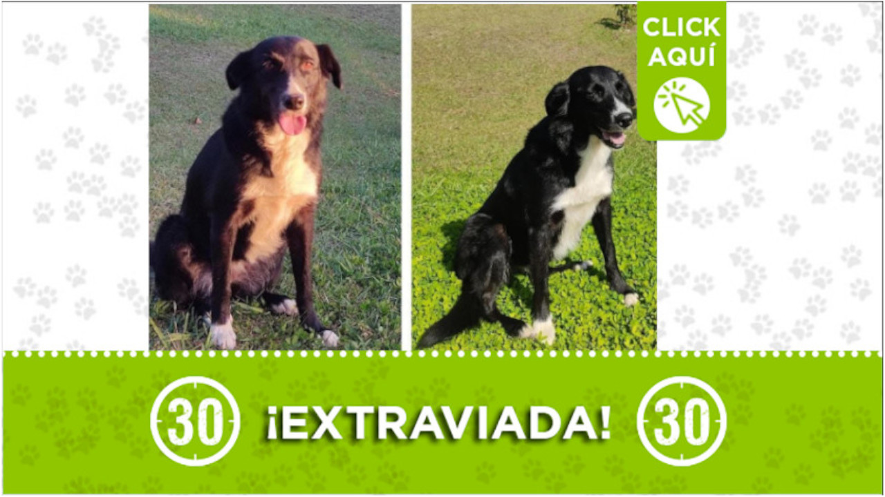 "Negra" se perdió en la vereda Santa Bárbara en Rionegro