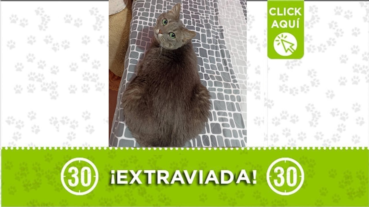 Princesa fue rescatada luego de ser víctima de maltrato, por lo que requiere cuidados especiales