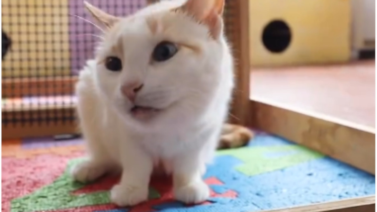 19 animales rescatados en operativo contra el maltrato animal en Bogotá