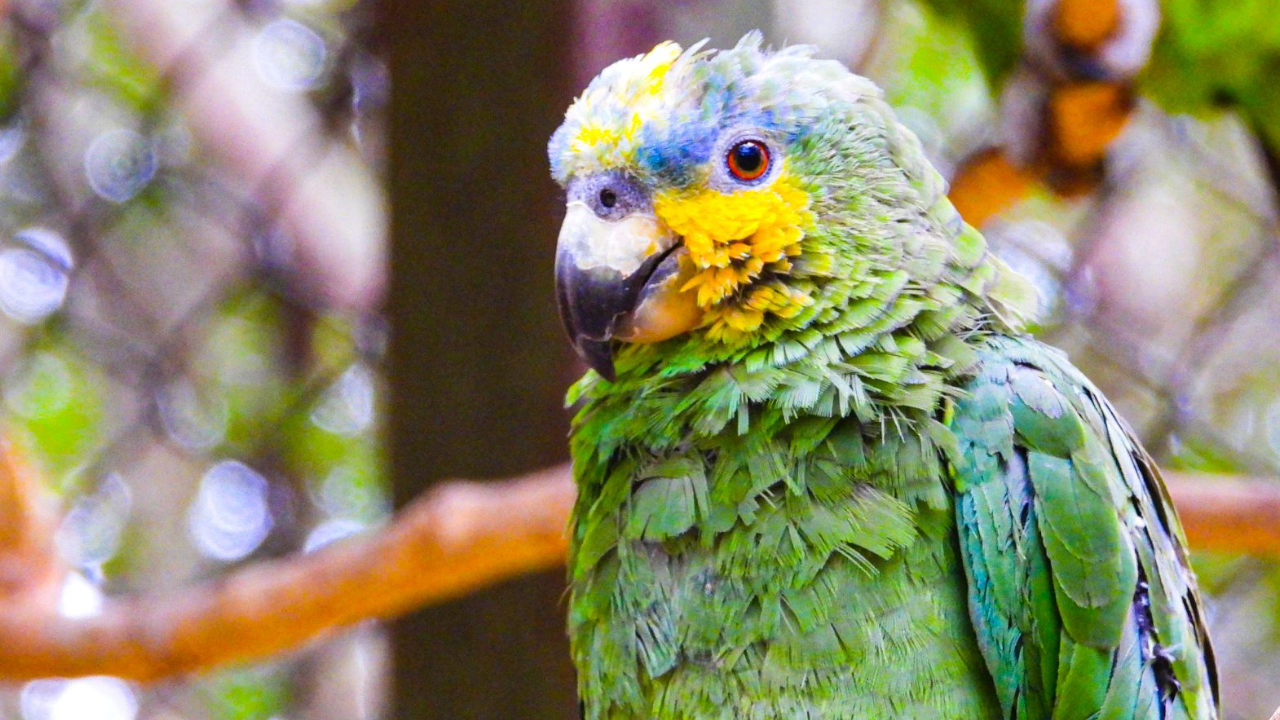 Área Metropolitana reportó 220 loros atendidos por tráfico de fauna silvestre este 2024