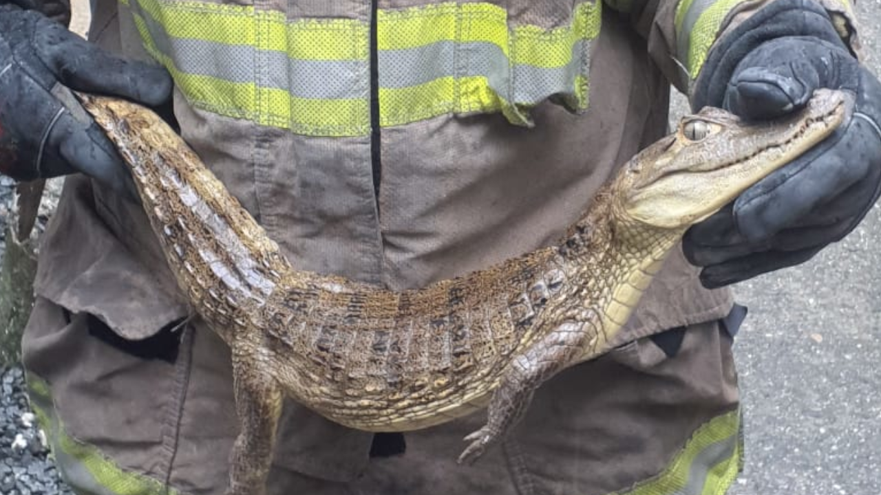 Bomberos Cali rescataron a una babilla en Ciudad Jardín