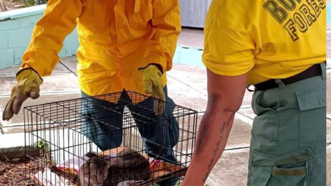 Un gato tuvo un día de locos: Quedó atrapado en la parte de abajo de un carro y lo salvaron los Bomberos