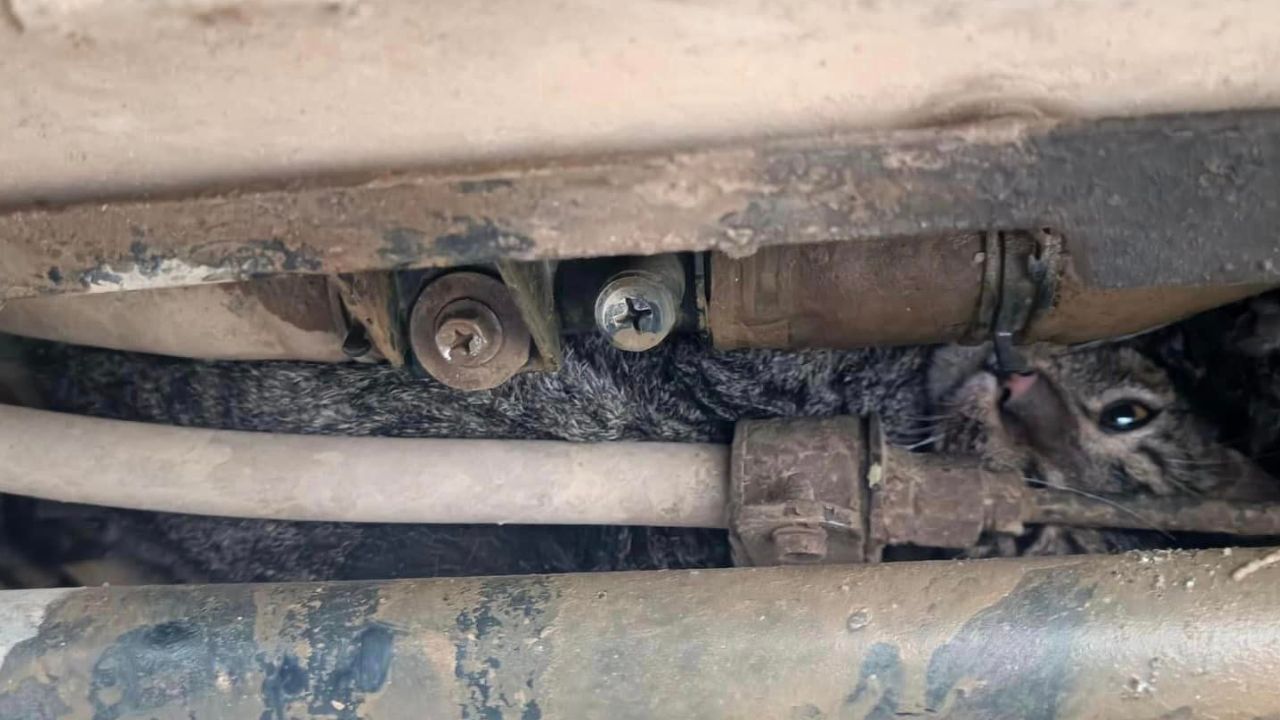 Un gato tuvo un día de locos: Quedó atrapado en la parte de abajo de un carro y lo salvaron los Bomberos