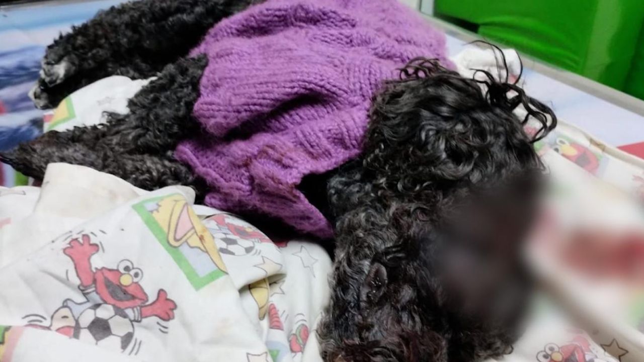 Hombre a la enviado a la cárcel por maltratar a su pareja y causar la muerte a su mascota