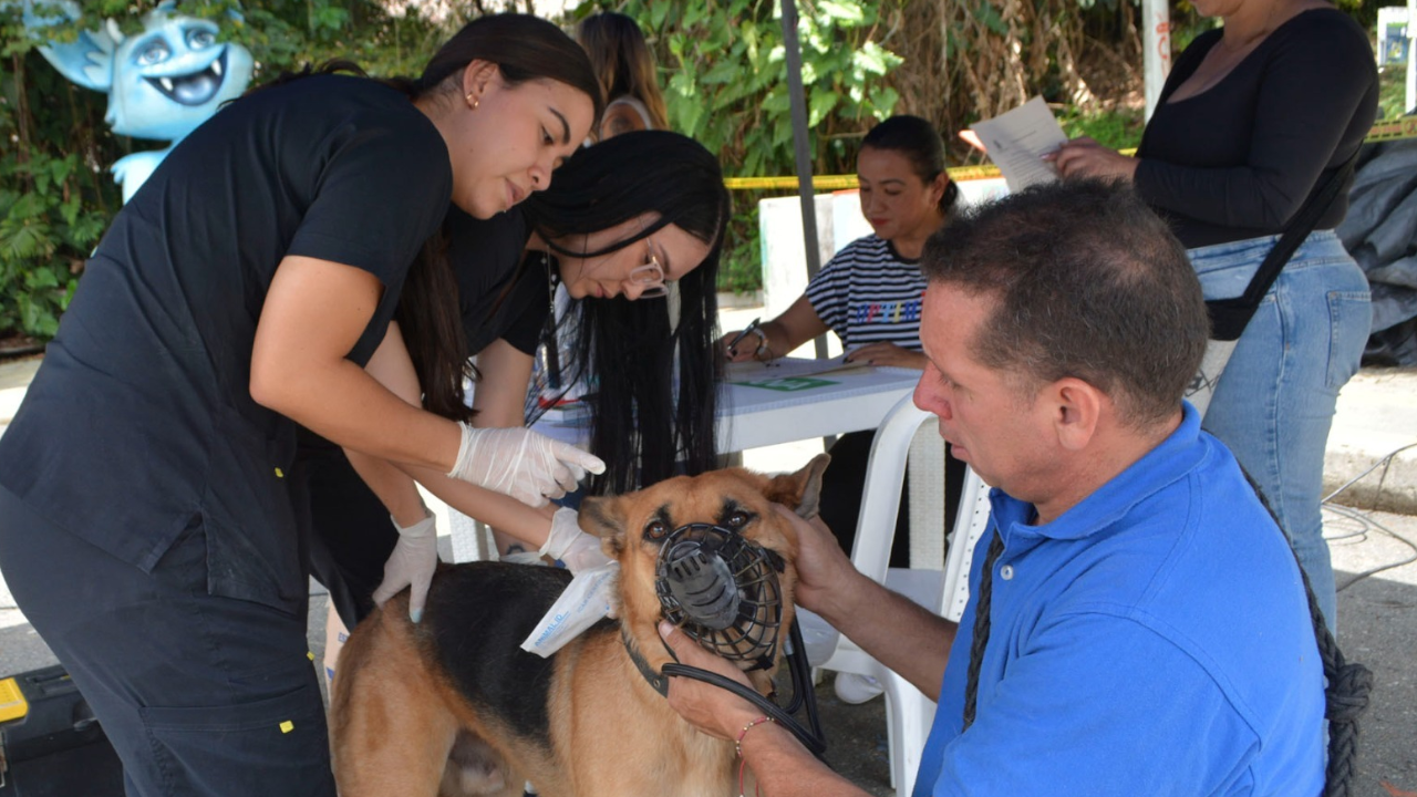 Jornada de implantación de microchips en La Estrella