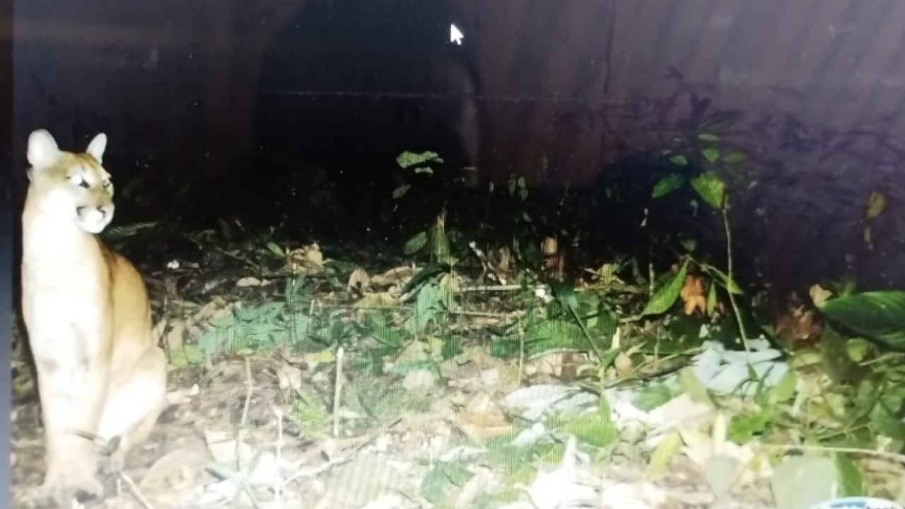 Los habitantes de Yondó alertaron la presencia de dos pumas