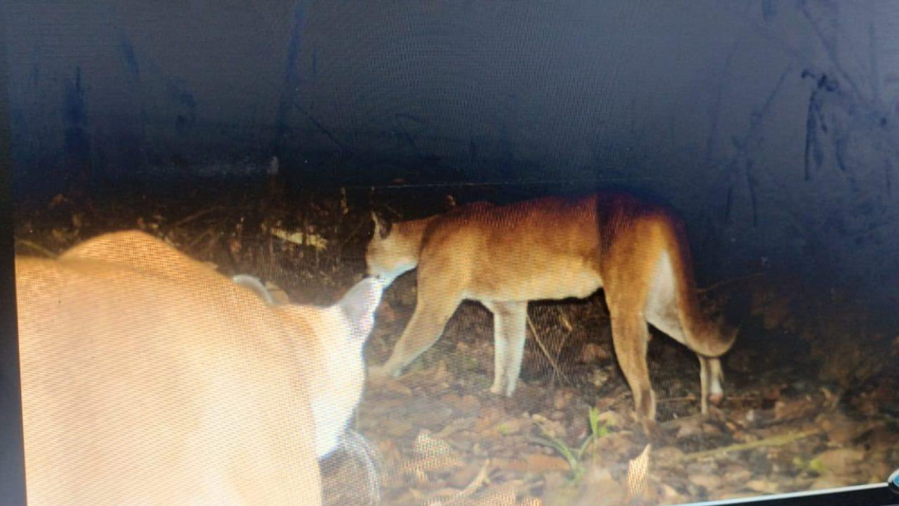 Los habitantes de Yondó alertaron la presencia de dos pumas2