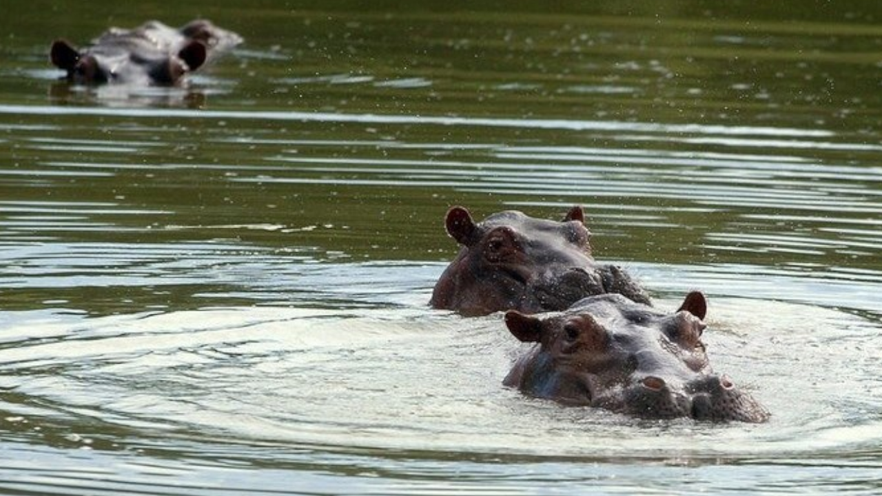 Polémico plan de caza de hipopótamos en Puerto Triunfo
