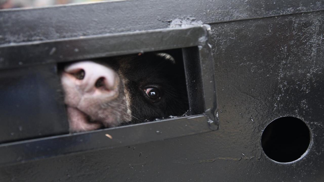 ¡Misión peluda cumplida! Dos osos andinos encuentran un nuevo hogar despúes de estar en cautiverio