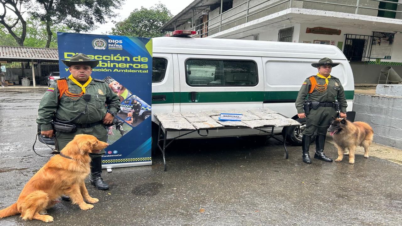 Caninos de la Policía detectan más de 1.000 gomitas y 42.000 gramos de marihuana en Medellín.