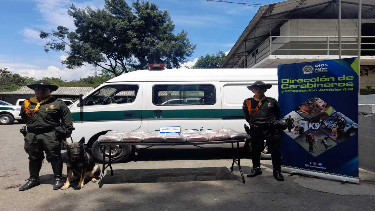 Caninos de la Policía detectan más de 1.000 gomitas y 42.000 gramos de marihuana en Medellín.
