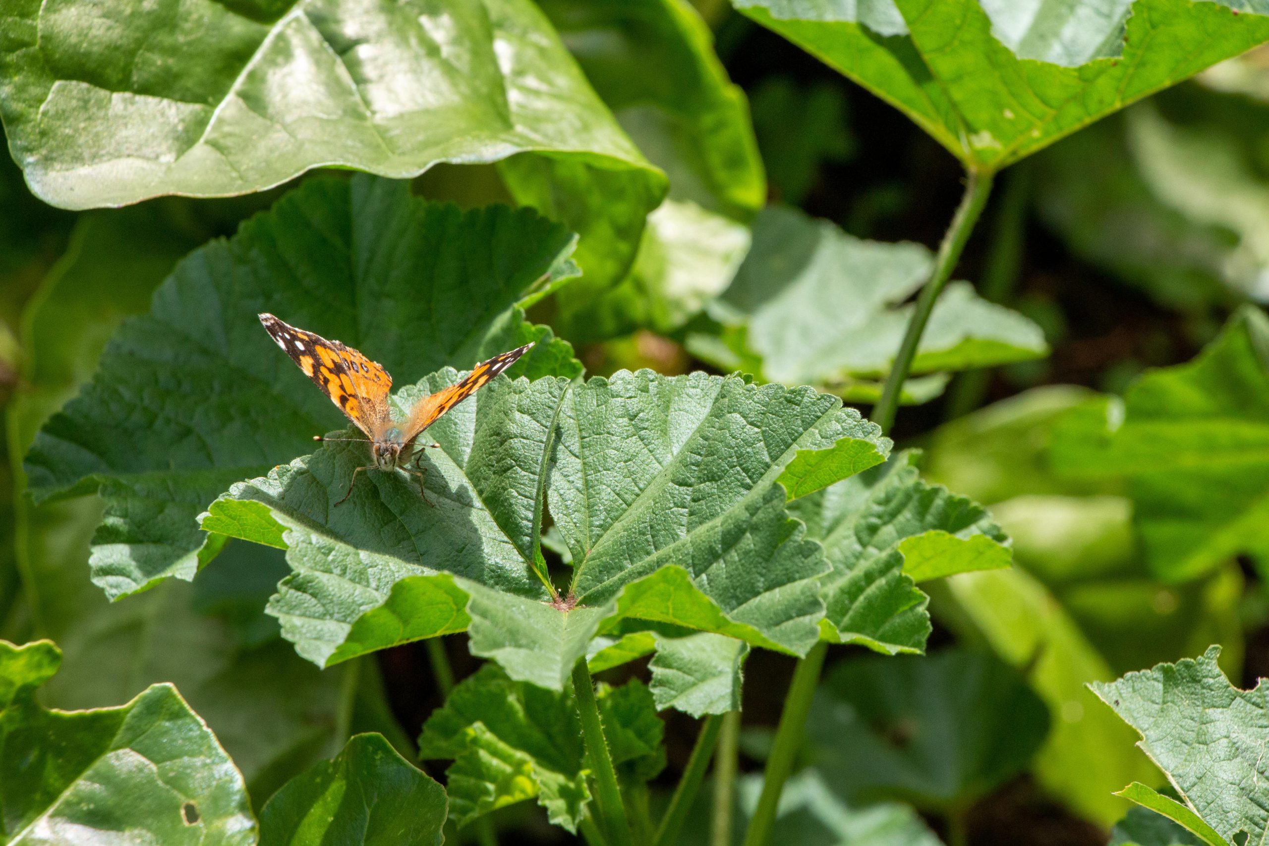 670 familias de Medellín se beneficiarán del proyecto huertas para el autoconsumo