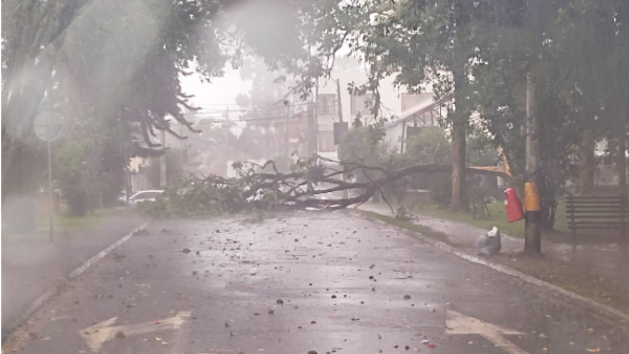 Retiran frondoso árbol que obstaculizó una vía tras las fuertes lluvias en Rionegro