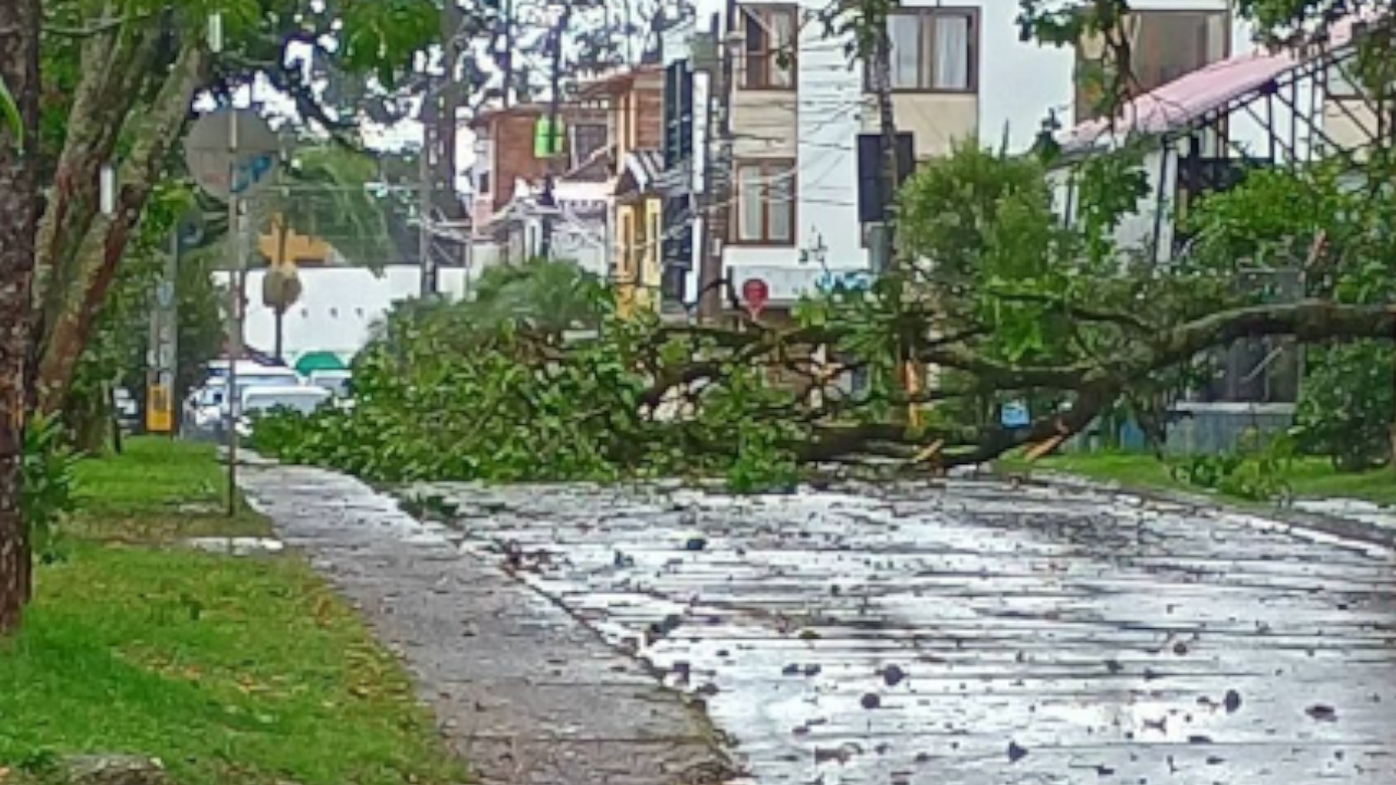 Retiran frondoso árbol que obstaculizó una vía tras las fuertes lluvias en Rionegro