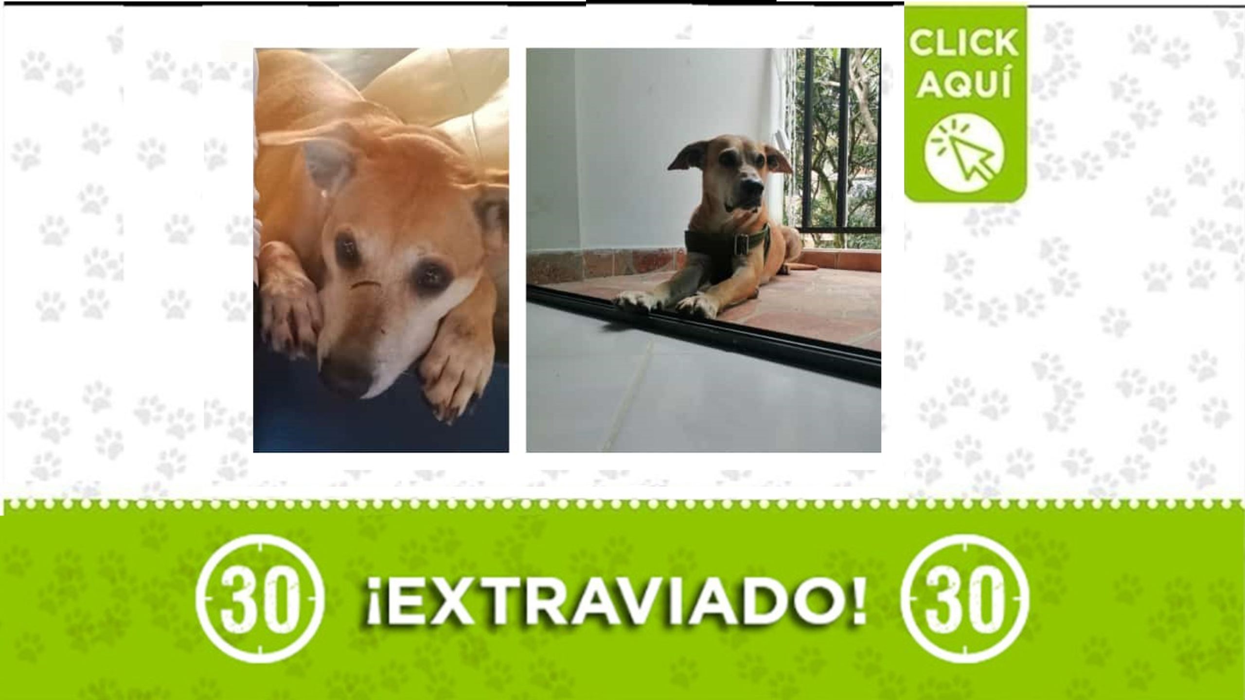 ¡Tiene cicatriz en “la nariz”! “Jacobo” se perdió por el parque Juanes