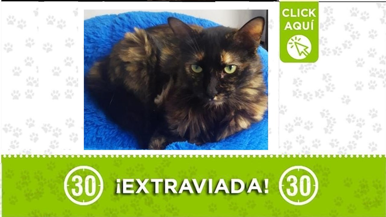 La gatica juana es de una niña que está muy triste por la pérdida de su mascota. Ayúdanos a encontrarla