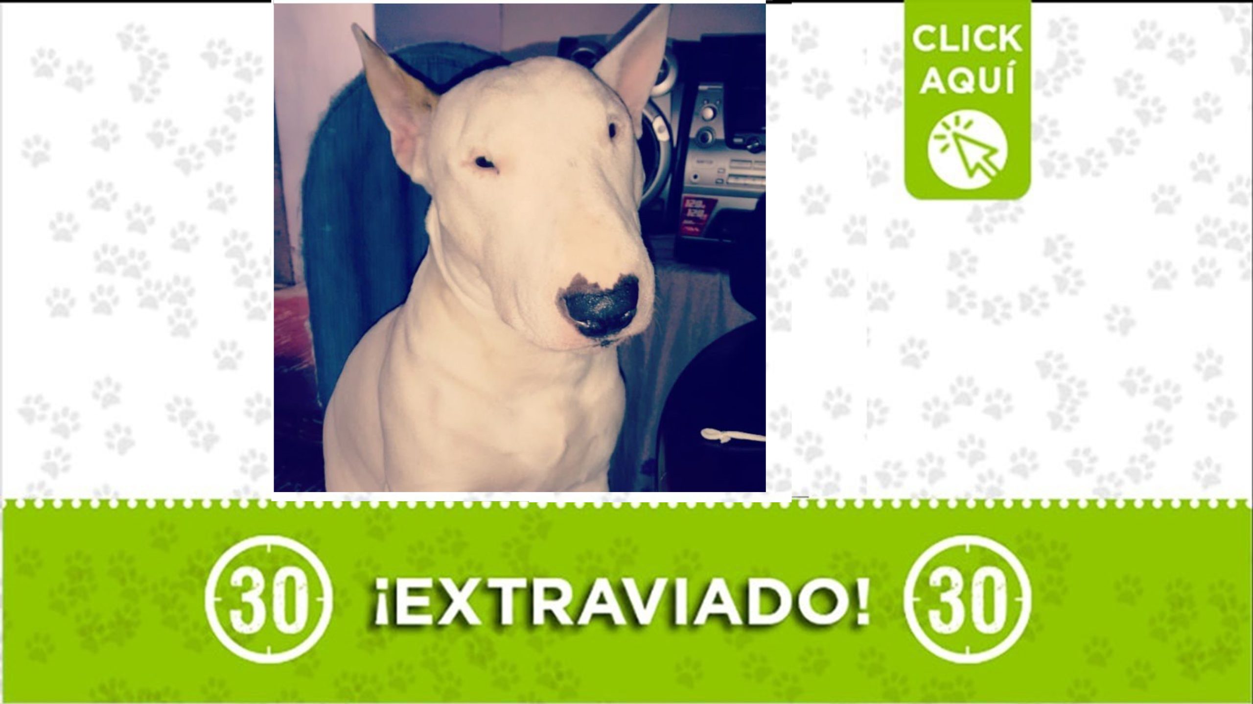 Konan se extravió la noche del 30 de abril por San Cristóbal