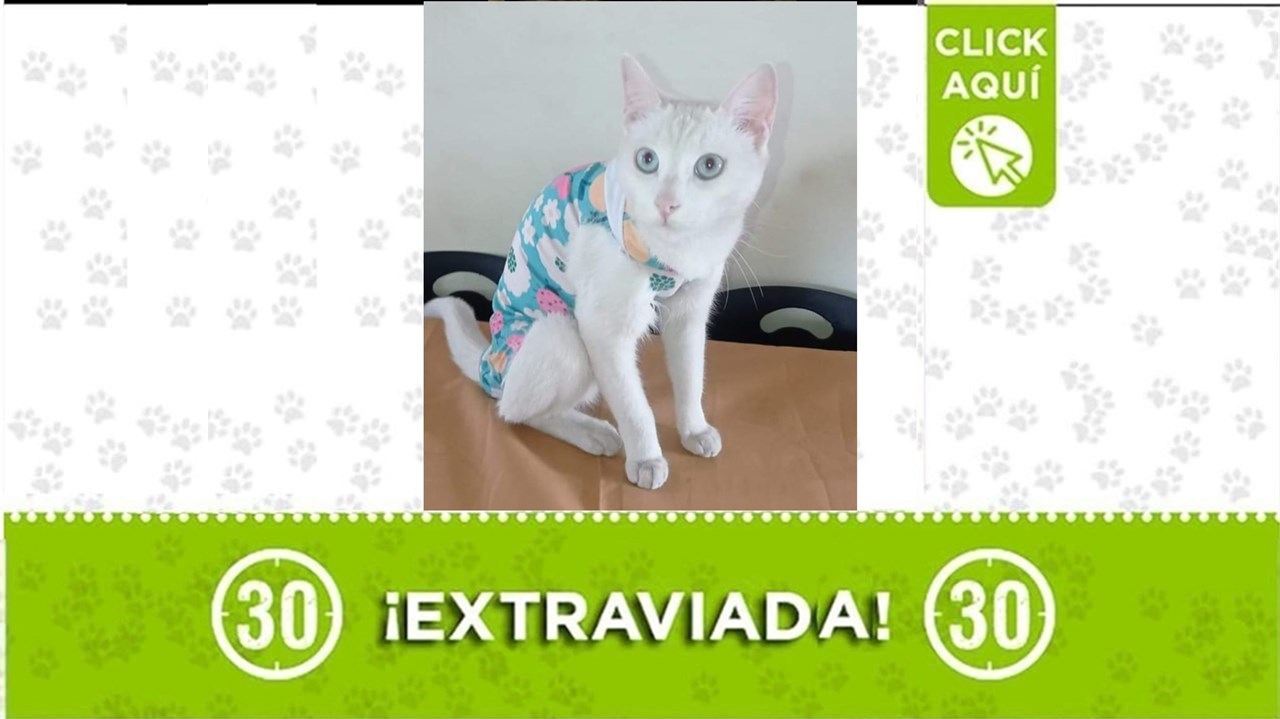 Gatica perdida en el barrio París: Su familia la busca