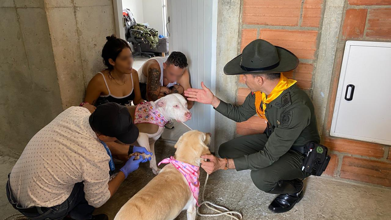 Maltrato animal en Robledo: recataron a dos perros que eran golpeados por su dueño