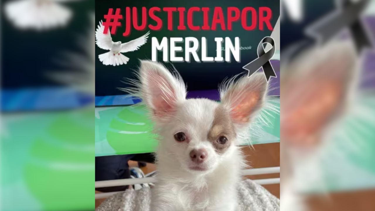 "Era nuestra vida": Indignación por la muerte de un perrito en una veterinaria de Bogotá