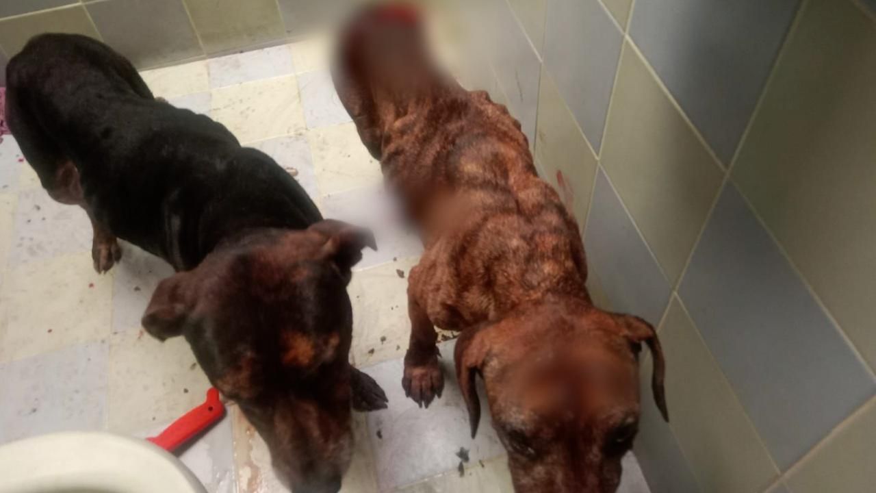 Hombre en Urrao habría matado a un perrito y tenía otros dos con desnutrición, cortaduras y posible agresión sexual