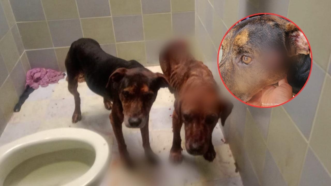 Hombre en Urrao habría matado a un perrito y tenía otros dos con desnutrición, cortaduras y posible agresión sexual