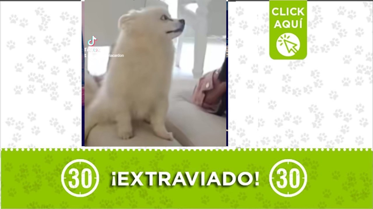 Roky se perdió por la Loma de los Bernal y su familia lo busca