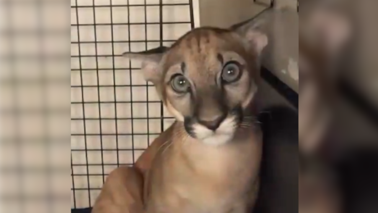 En Antioquia rescataron un bebé puma: Un zoológico de Cundinamarca lo recibió para su recuperación