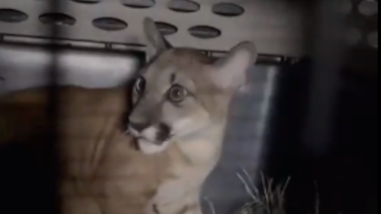 En Antioquia rescataron un bebé puma: Un zoológico de Cundinamarca lo recibió para su recuperación